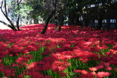 天上の花