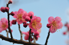 春への道知辺（みちしるべ／日本種）