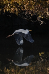 シンメ鳥ー