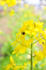 ハクサイの花でかくれんぼ