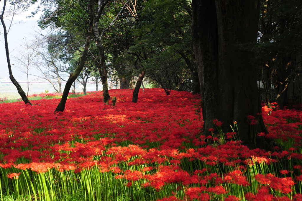 紅い運河