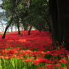 紅い運河