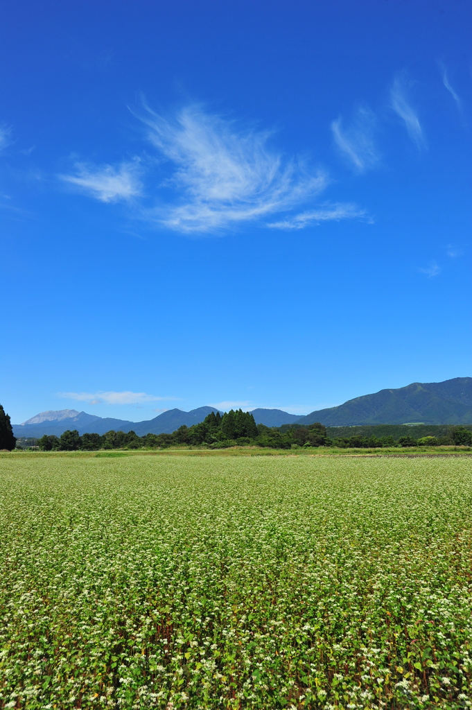 蒜山に舞う鳳凰