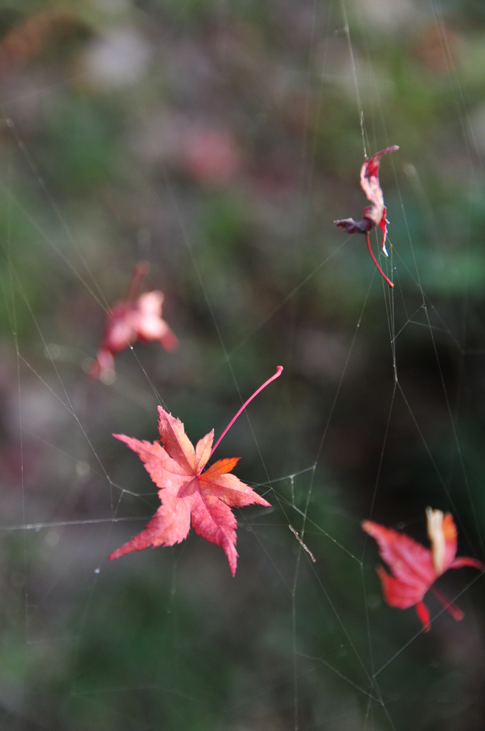 宙の紅葉