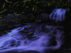 蛍の棲む滝