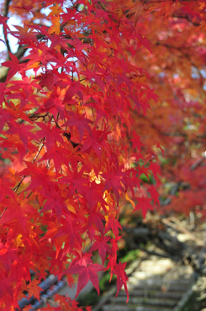 紅く燃ゆ葉