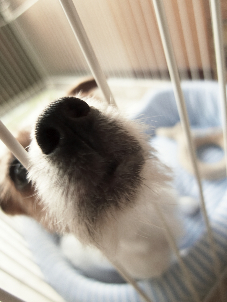 猿の御顔にみえません？