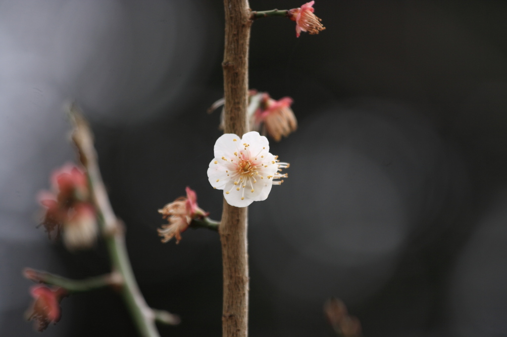 梅一枝