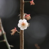 梅一枝
