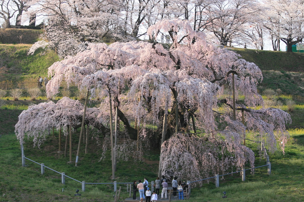 三春滝桜