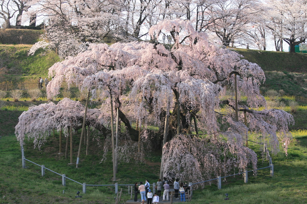 三春滝桜