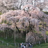 三春滝桜