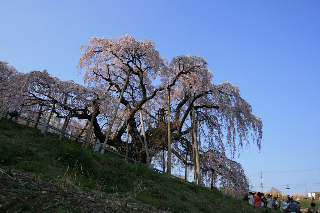 ご神木