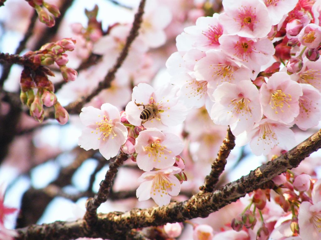 桜の蜜に誘われて