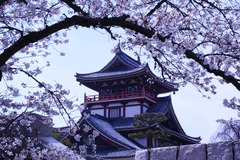 伏見城公園の桜