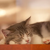 今日のごはんはなんd...zzz...