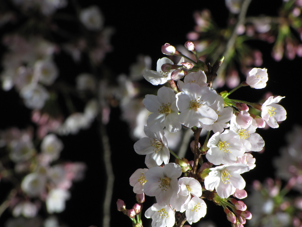 夜桜