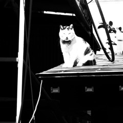 ＫＡＮＤＡＣＡＴ1