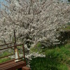 水門と桜