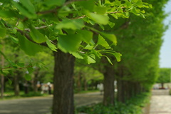 Ｇｒｅｅｎ　ginkgo