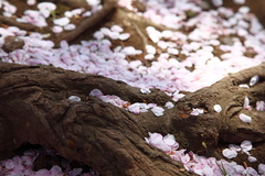 sakura