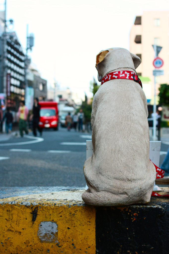 哀愁犬