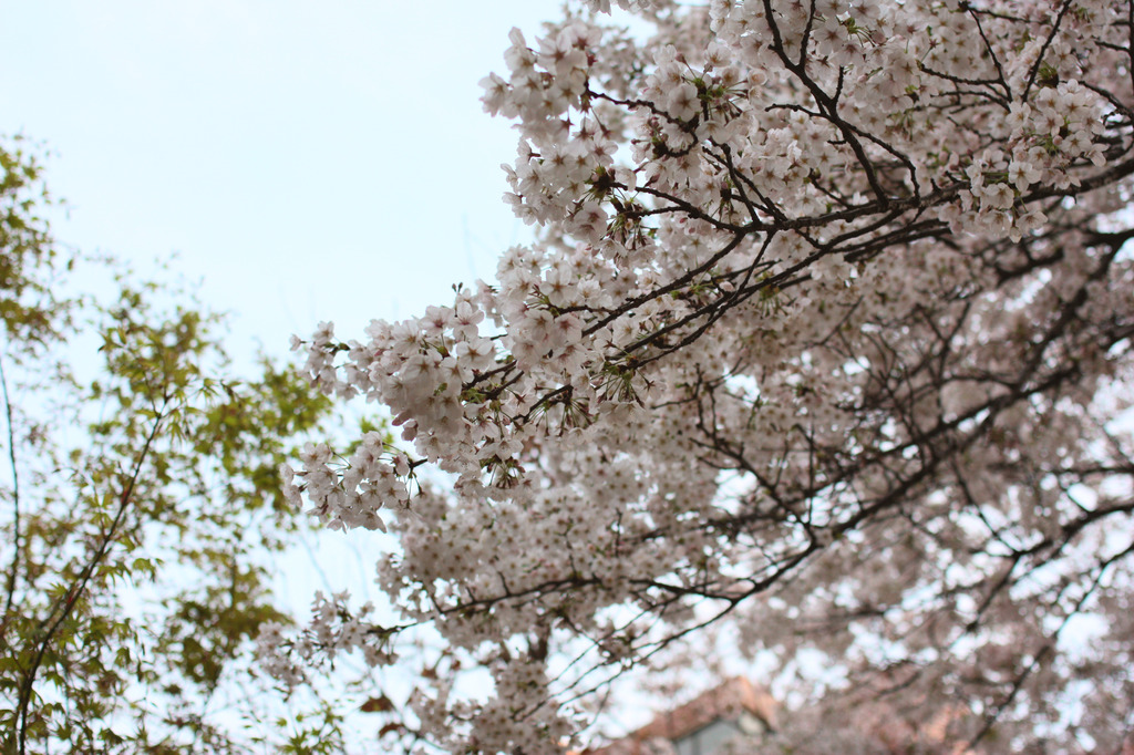 Spring*