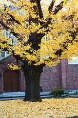 Yellow Leaf