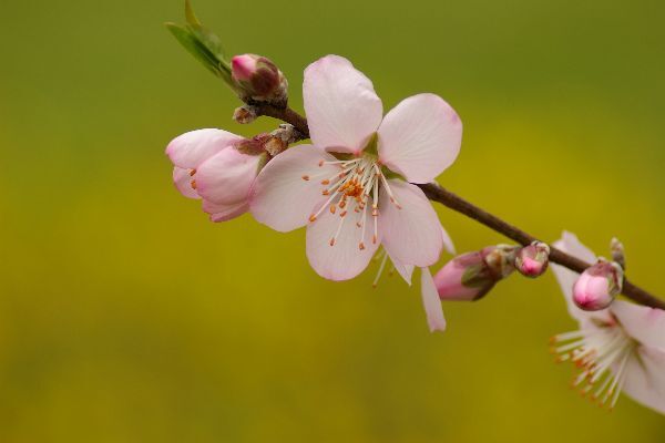 アーモンドの花