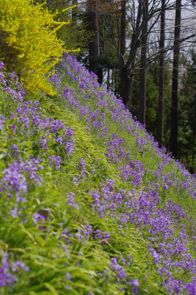 群生　花大根！