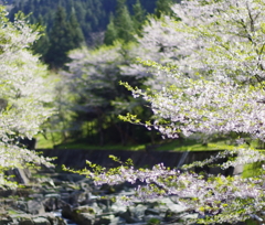 名残の桜