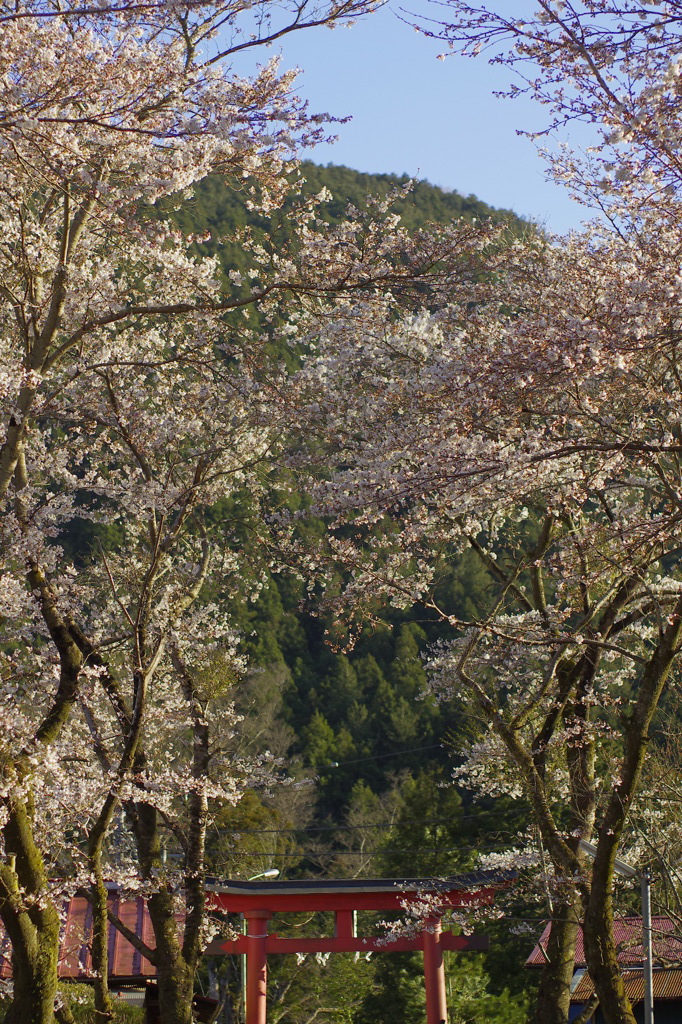 赤い鳥居