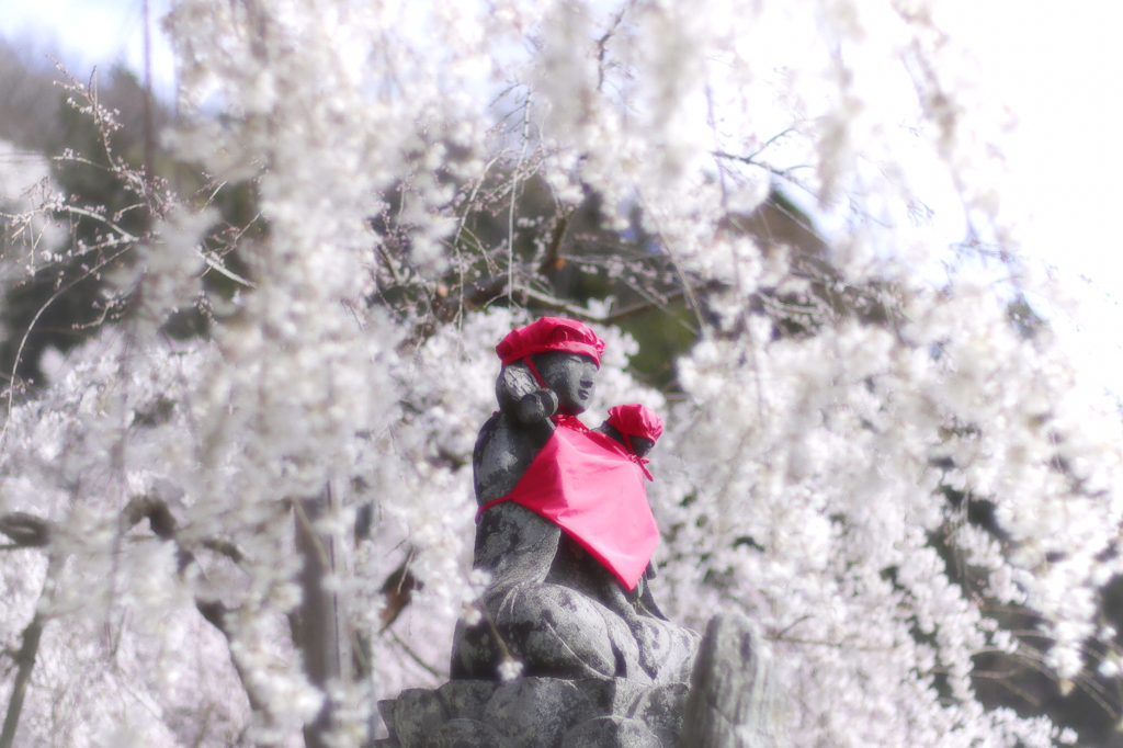 明るくソフトにしたお地蔵さんと桜