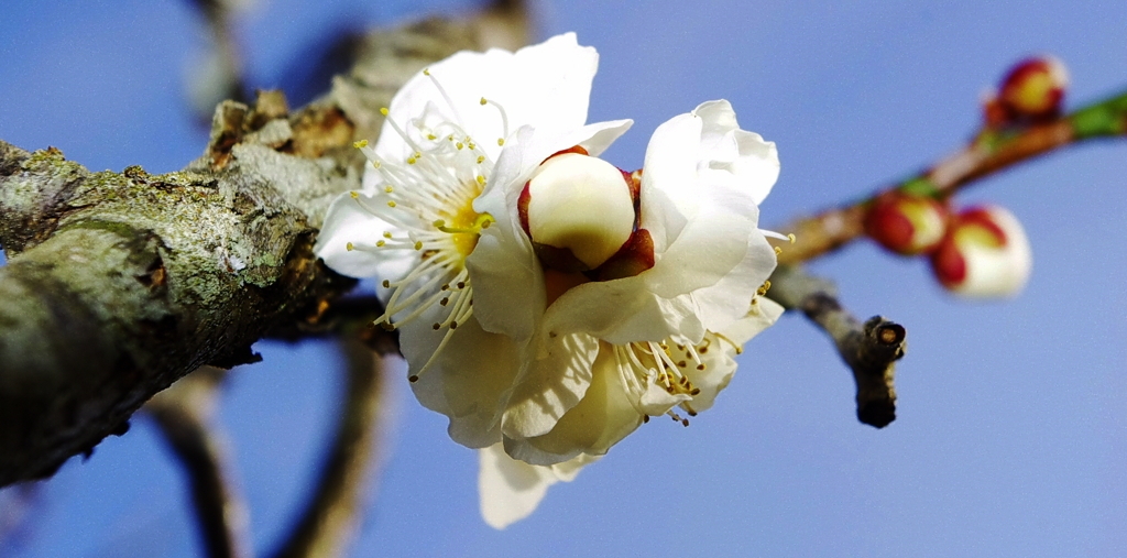 花をまとった蕾　梅