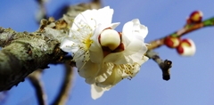 花をまとった蕾　梅