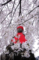 桜の中の幸せなお地蔵様