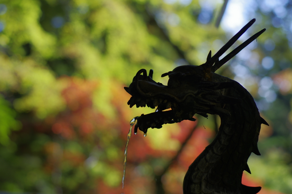 龍