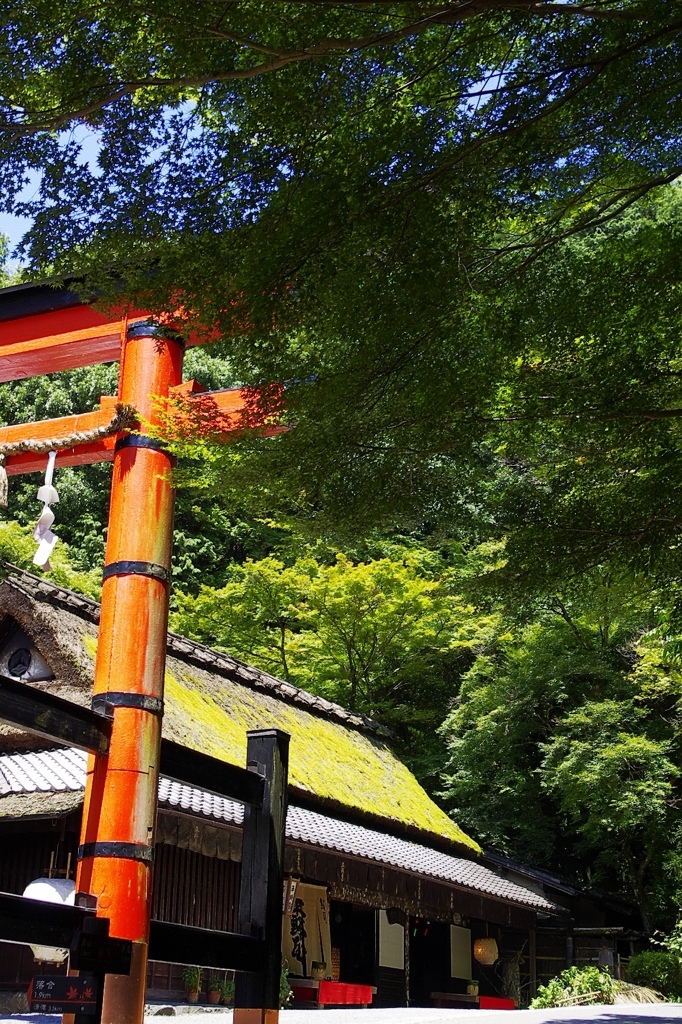 嵯峨野・平野屋の夏　京都スナップ