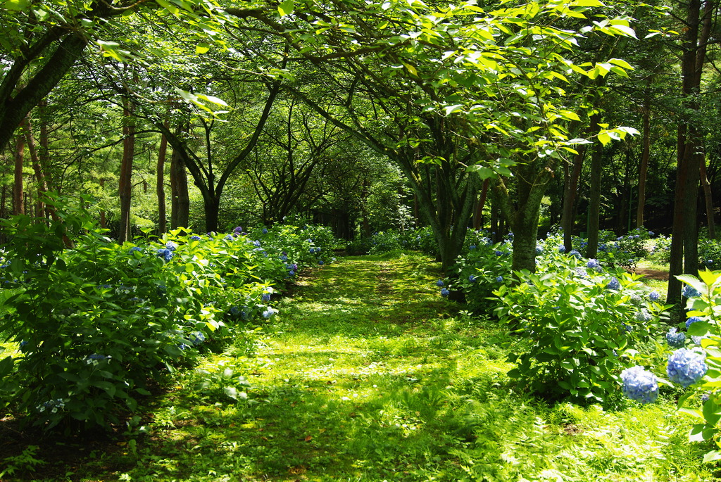道のある風景　草道
