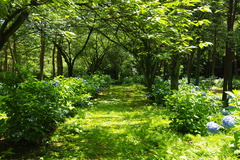 道のある風景 草道