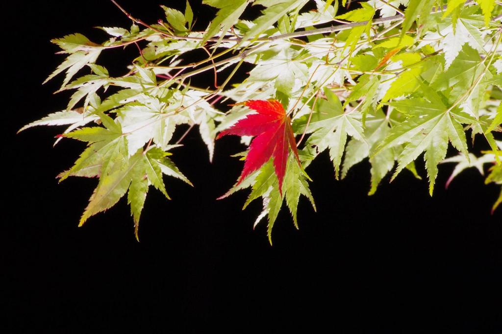 １１月の花簪　紅葉