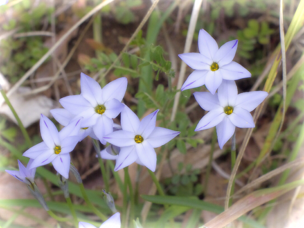 花韮