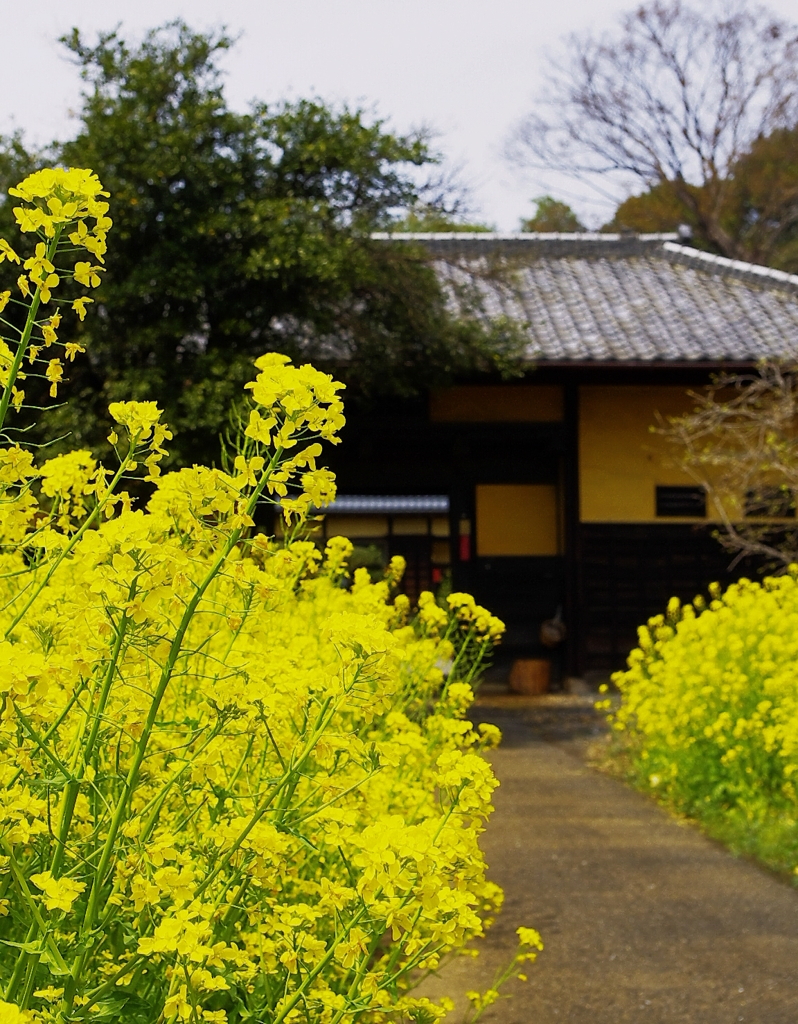 菜の花