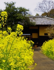 菜の花