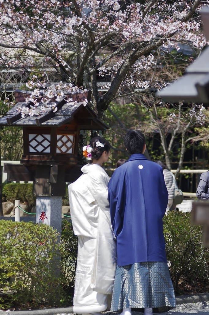武田神社でおめでとうございます。
