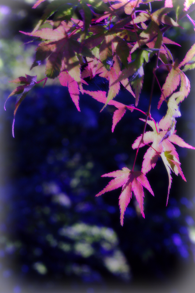 １１月の花簪　もみじ　