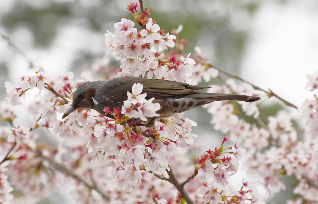 花びらつけて