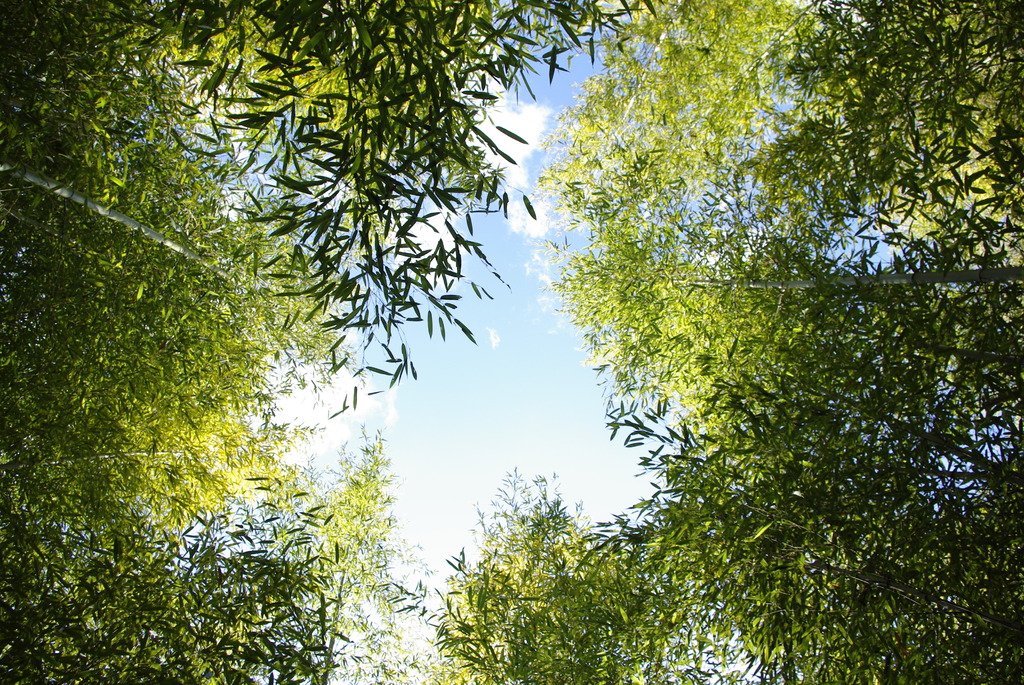 秩父札所２番　竹藪１