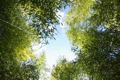秩父札所２番　竹藪１
