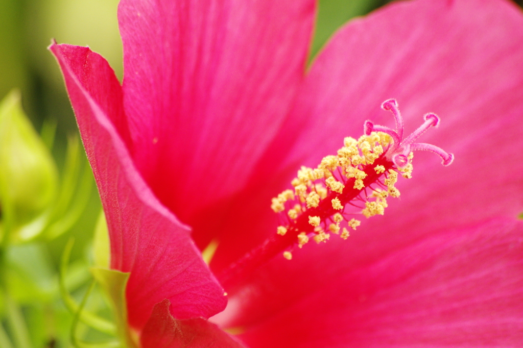 芙蓉